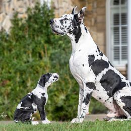 Great Dane Puppies from Ellenni Danes