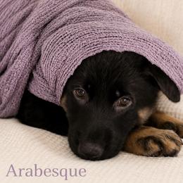 Arabesque - Black and cream female German Shepherd puppy in De Land, Florida from 3B’s Animal Artistry