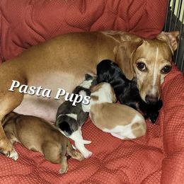Dachshund puppies from Pasta Pups Miniature Dachshunds