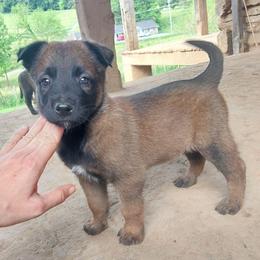 Pike Pensley - Red sable male Belgian Malinois puppy in Elizabethton, Tennessee from Forever Family K9