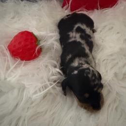 AKC Mushu - Dapple male Dachshund puppy in Erie, Michigan from Champagne’s Grinch Toe’d Dachshunds