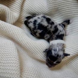 Gustav (Klimt) - Blue merle male Aussiedoodle puppy in Davie, Florida from Miami Mini Doodles