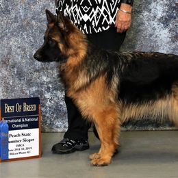 Biene - German Shepherd