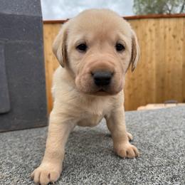 Nugget - Yellow male Labrador Retriever puppy in Richfield, Utah from Stormy River Retrievers