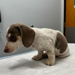 Cillian - Dachshund