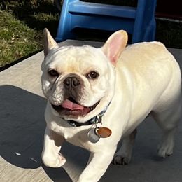 Freddy - French Bulldog