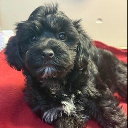 Blaze - Black male Yorkipoo puppy in Florence, Kentucky from 4paws4ever by Design