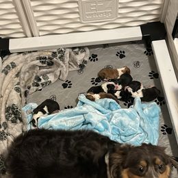 Pembroke Welsh Corgi Puppies from Alegandra’s Pembroke Welsh Corgis