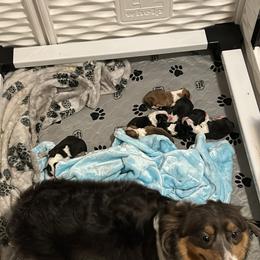 Pembroke Welsh Corgi Puppies from Alegandra’s Pembroke Welsh Corgis