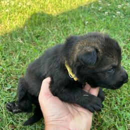 Ranger - Yellow Collar Boy - Sable male German Shepherd puppy in Milan, Illinois from Stonewick German Shepherds