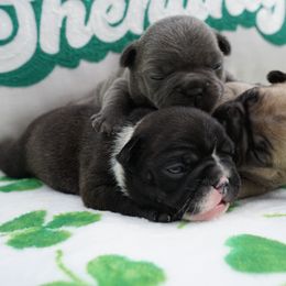 French Bulldog Puppies from Busy Bee French Bulldogs