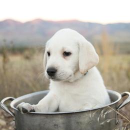 Labrador Retriever Puppies from Heavenly polar labs