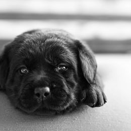 Boy 2 - Black male Labrador Retriever puppy in Davidsonville, Maryland from Freedom Ranch Labs