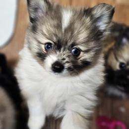 Pomeranian and Yorkshire Terrier Puppies from Pam Ackley