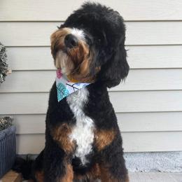 Lou Lou - Bernedoodle