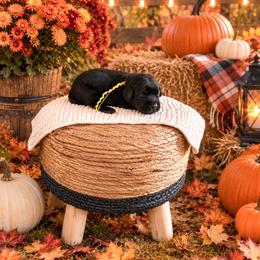 Yellow girl - Black female Labrador Retriever puppy in Lake City, Michigan from Loon Lake Labradors