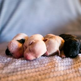 Cockapoo puppies from Cowboy Country Cockapoos