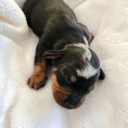 Mollie - Dapple female Dachshund puppy in East Bend, North Carolina from Yadkin Valley Dachshunds