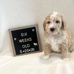 Crush - Yellow and white male Bernedoodle puppy in Sparrows Point, Maryland from Rosie’s Puppies
