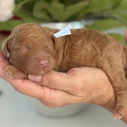 Idexx - Cream male Goldendoodle puppy in Yuciapa, California from AlltheDoodlez_