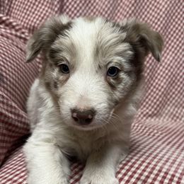 Border Collie Puppies from By Design Farm