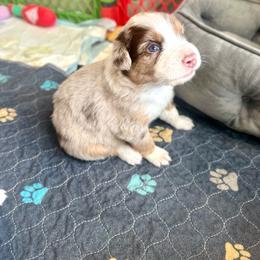 Jasper - Red merle male Australian Shepherd puppy in Williston, Florida from Over The Rainbow Aussies