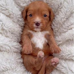Bullseye - Red male Cavapoo puppy in Salt Lake City, Utah from SunnySide Mini Doodles