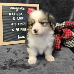 3 red collar boy - Black and tan male Pembroke Welsh Corgi puppy in Harrisburg, Illinois from Parish Corgis