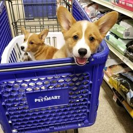 Pembroke Welsh Corgi Puppies from Pawm Springs Corgis