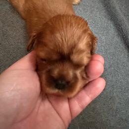 Theo - Ruby male Cavalier King Charles Spaniel puppy in Tunbridge, Vermont from Solheimar