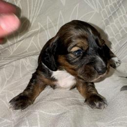 AKC female 5 - Wild  boar and tan female Dachshund puppy in Knoxville, Tennessee from Thea's Puppies