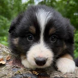 Piper - Black tri-color female Australian Shepherd puppy in Lynnville, Indiana from Moonlightaussies