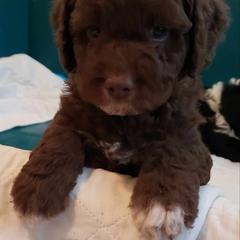 Spanish Water Dog Puppies from The Woolly Dog Ranch