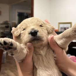 Boy 1 - Goldendoodle puppy in Cameron Park, California from Silkie Doodles