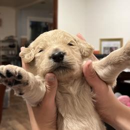 Boy 1 - Goldendoodle puppy in Cameron Park, California from Silkie Doodles