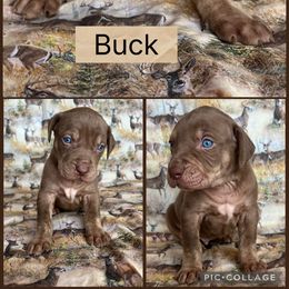 Buck - Red male Catahoula Leopard Dog puppy in Forbes, Minnesota from North Country Catahoulas