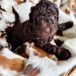 Bingo - Chocolate female Goldendoodle puppy in Taylorsville, Georgia from Sweet Southern Doodles