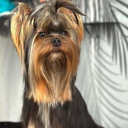 Alik - Blue and gold male Yorkshire Terrier puppy in San Diego, Temecula, Ontario, California from Yorkie & Maltese Royalty