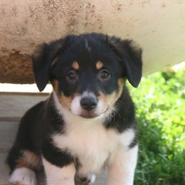 Otter - Black male Companion Cross puppy in Fairview, South Dakota from Dakota Toy Aussies