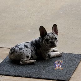 Boston Terrier and French Bulldog Puppies from Freedom Bostons