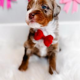 Trust - Chocolate merle male Bernedoodle puppy in Mahomet, Illinois from Jordan Family Doodles