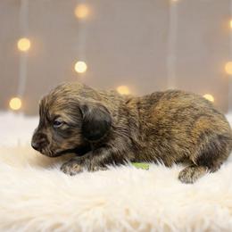 Green collar - Brindle male Dachshund puppy in Simms, Montana from Simms Ashuelot Kennel