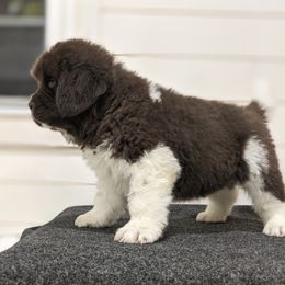 Newfoundlands from Wrinkles Rare Newfoundlands