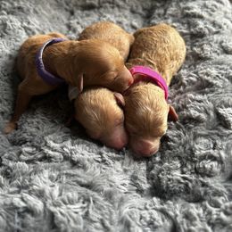 Cavapoo, Havapoo, and Poodle Puppies from West Cobb Dogs