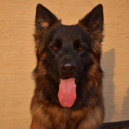 Milenka “Millie” - German Shepherd