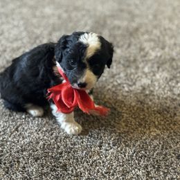 Girl 1 - Black tri-color female Aussiedoodle puppy in Junction, Utah from Sugar Doodles