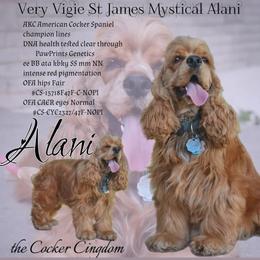 Alani - Cocker Spaniel