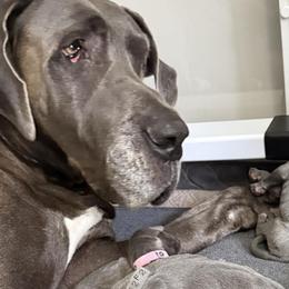 Great Danes from Cambridge Danes House of Great Danes