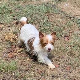 Bella - Yorkshire Terrier