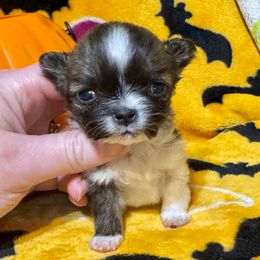 Galadriel - Black sabled fawn female Chihuahua puppy in Canton, Ohio from Elysium Fields Chihuahuas